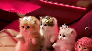 Dancing meow????????