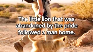 The man adopted an abandoned little lion, bringing unexpected joy #animals #rescue #shorts #healing