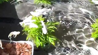 White goldfish on the roof