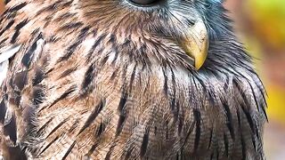 The bold and beautiful side of wildlife #animals #wildlife