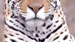 jaguar.mp4.2026