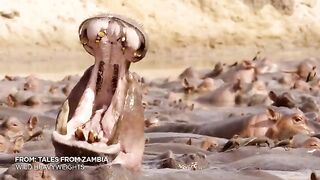 The Beach Master Hippo Battles His Hungry, Hungry Rival ???? Tales from Zambia _ Smithsonian Channel.mp4.2026