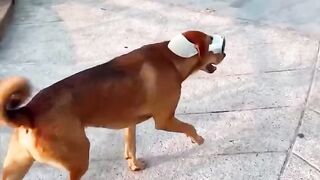 DOGS FUNNY