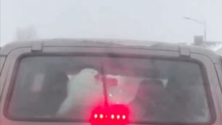DOGS Chasing It