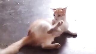CATS FUNNY