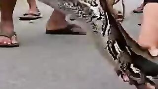 Ular piton ditangkap warga di  sawah