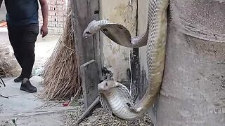 Kingcobra