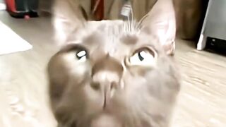 Popipo Brown Cat