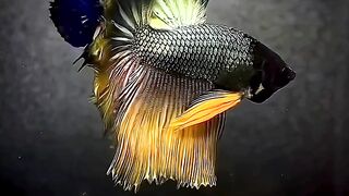 Exotic Betta Fishes