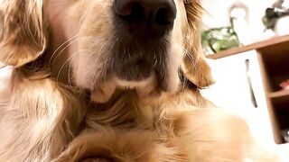 Will you be my friend #funny #dogtok #pets #dog #goldenretriever #puppy #dogs #retreiver