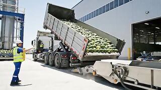 Inside a Modern Watermelon Processing Plant: From Whole Melons to Sweet Red Juice (Full Process)