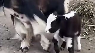 Amazing vidio????????