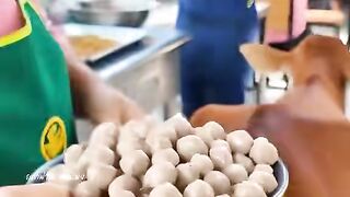 Funnya video animals