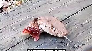 Hati-hati Kepala kingcobra terpotong