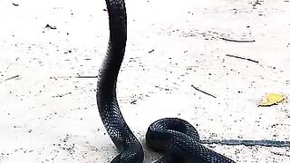 Ular konra biasa di sebut ular sendok di Indonesia