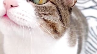 Blue and yellow cat expansive