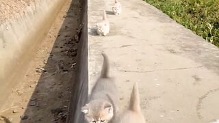 Cat small and family