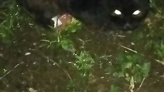 Kucing ini kelaparan