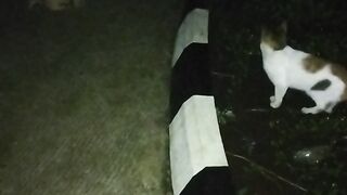 Nighmare sight