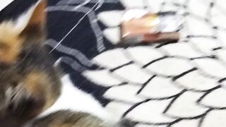 Kucing tergalaw sedunia