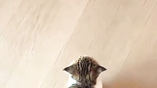Cutest kitten #cat #pets #cute #funnypets #kitten
