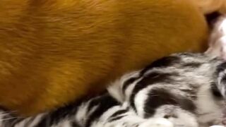 Cat can bring joy to your life #cat #pets #cute #funnypets #kitten