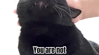 I’m your friend away #cat #cute #cutecat #friendship #cuteanimals #pets