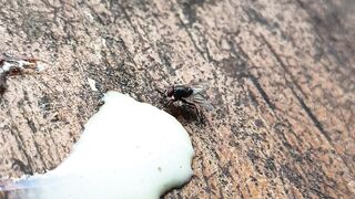 A fly