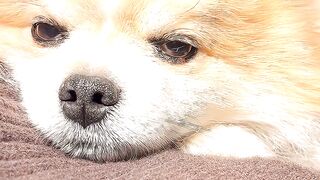They call this Love #dog #doglovers #puppy #love