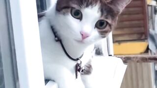 I Need Ask U Something? #cat #question #asking