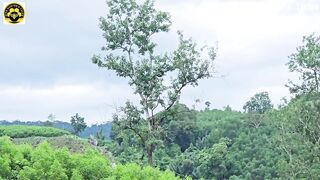 Forest Honey Harvest 2026 - Dropping the lighter dramatically.mp4
