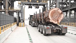Inside the Largest Wood Sawmill Factory – How Plywood Is Made From Logs to Table (Full Process).mp4