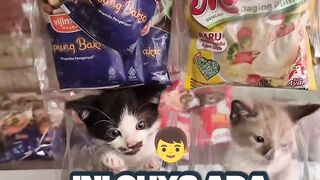 Kucing Lucu Jadi Bumbu Masakan