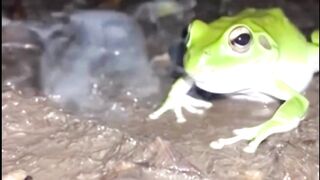 Frog ate wrong prey, ate Bombardier Beetle
