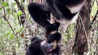Amazing animal sounds