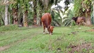 Sapi lepas di kebun sawit #viral