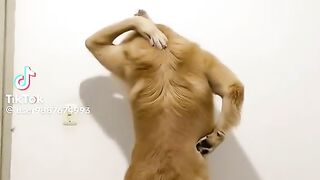 Pitbuu