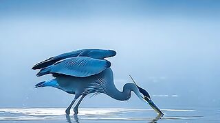 Great Blue Heron #fyp #trending #viral #wildlife #birds #heron