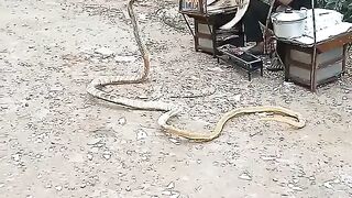 Ular kobra di tempat penjualan