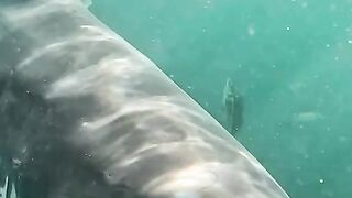 Big Shark