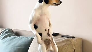 Dança