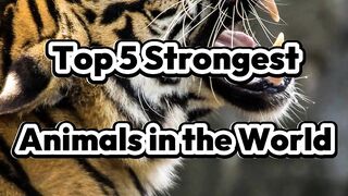 Top 5 Strongest Animals In The World ????????
