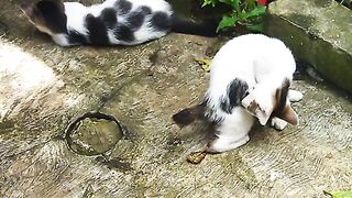 Padepokan kucing montong cute cats