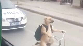 Boraaa bicicletas
