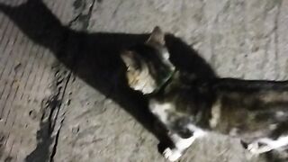 Kucing hutan lokal