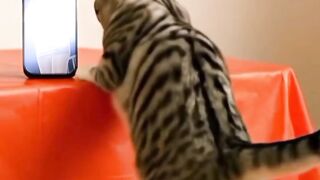 My Cat is My Biggest Fan