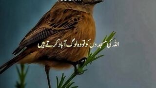 Quran Majeed Tilawat in Urdu