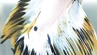 Exotic Betta Fish