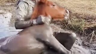 Young Woman Saves Foal From Drowning in Mud – Emotional Rescue ????❤️