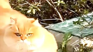 This cat is truly a furball #cats #catlovers #furball